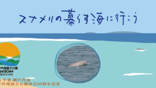 スナメリの暮らす海に行こう」モニターツアー開催 | 牛窓のスナメリを